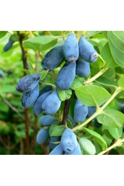 Жимолость Індіго Джем — урожайний морозостійкий сорт